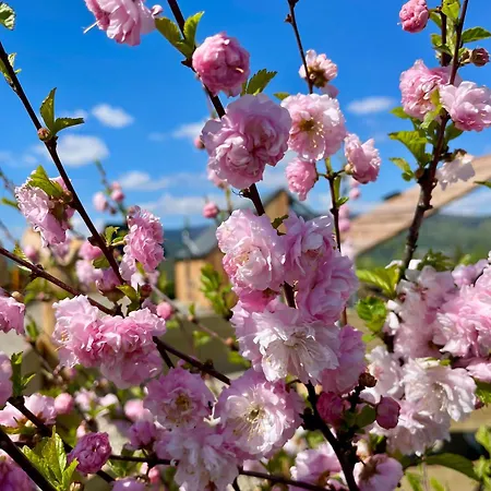 Somnium Pieniny Tylka