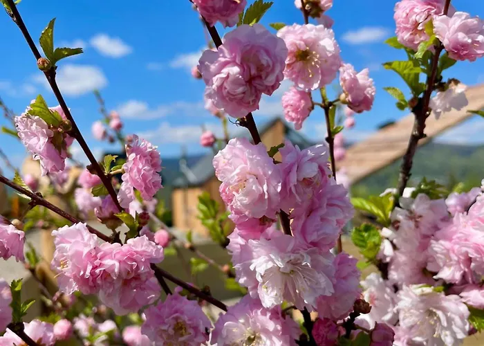 Somnium Pieniny Tylka